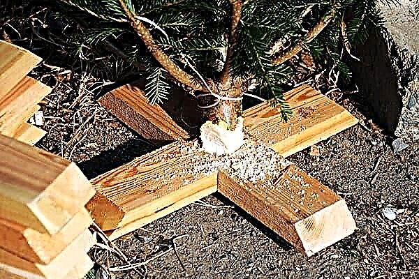 8 मार्च तक खड़े होने के लिए एक विशेष स्टैंड के बिना क्रिसमस का पेड़ कैसे स्थापित किया जाए?