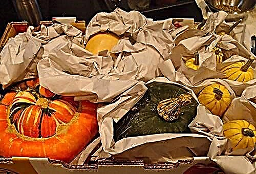 How to store a pumpkin crop without risking spoiling a healthy product?