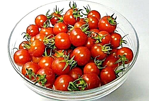 Bagaimana cara menyimpan tomat matang dan buah hijau?