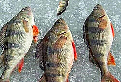 How to quickly and easily clean perch