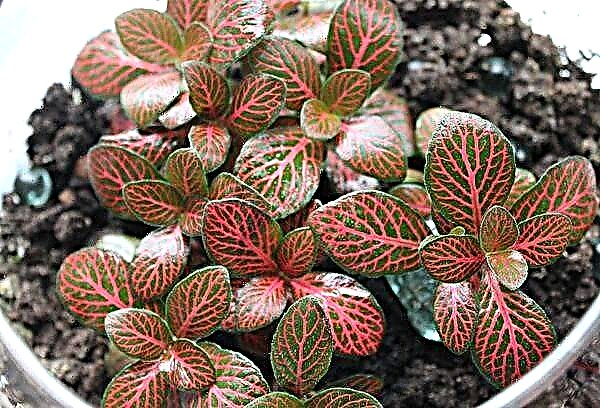 How to properly care for fittonia at home