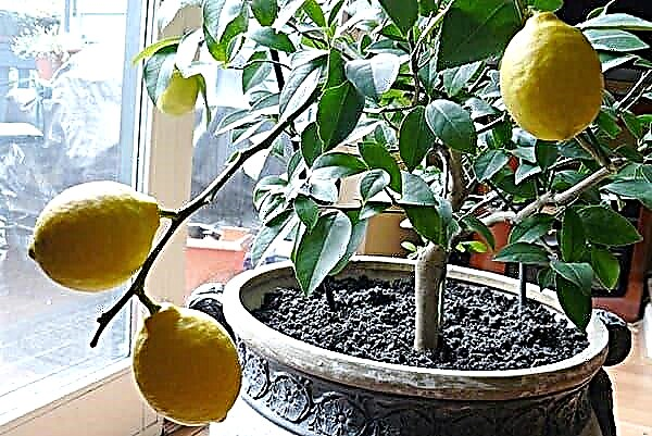 How to germinate lemon seeds at home?
