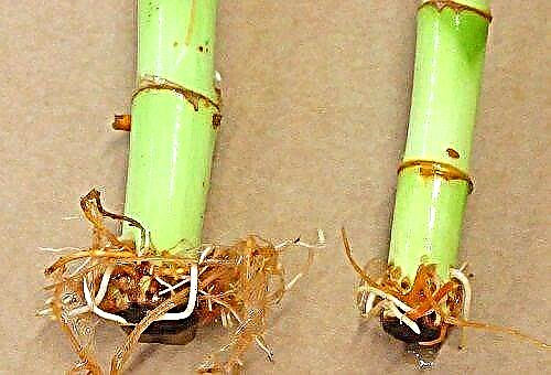 Bambou décoratif dans l'eau - les règles pour prendre soin de la plante à la maison