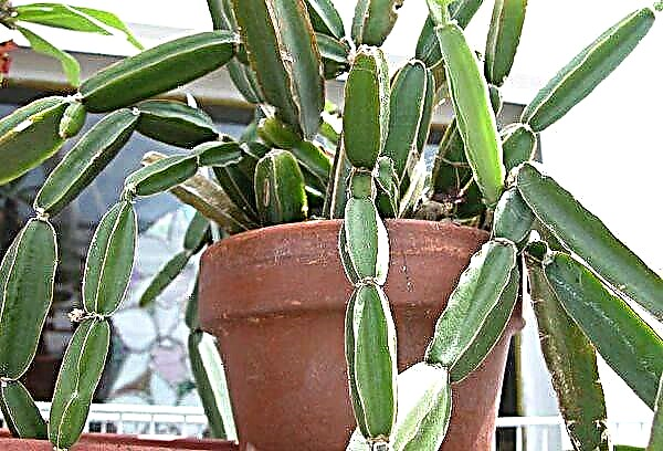 How to properly care for cissus at home