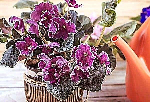 Is it possible to spray violets with water?