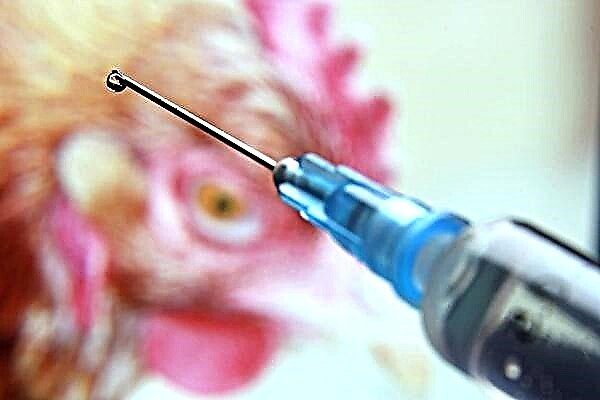 Odborníci na výživu povedali, ako očistiť kurča od antibiotík