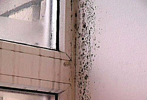 How can I quickly remove the smell of dampness and mold in an apartment or house?
