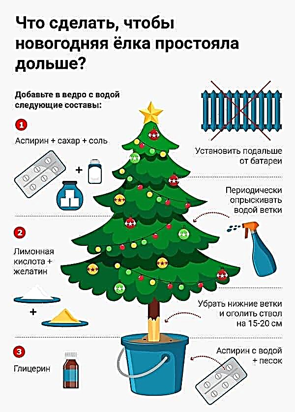 Christmas wonders for the Christmas tree: we do everything to make it stand longer