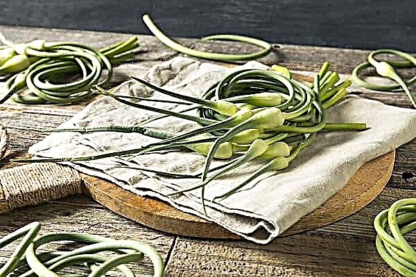 Cosechar flechas de ajo para el invierno: las formas más deliciosas