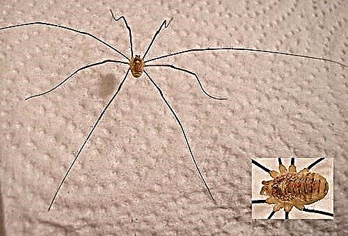 Las principales formas de lidiar con las arañas en el apartamento