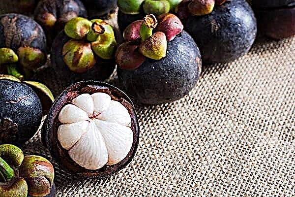 All you need to know about mangosteen: how to clean and eat properly, how to grow at home, how is it useful?