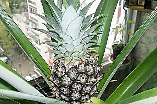 Jak naklíčit vrchol ananasu a získat nové šťavnaté ovoce?