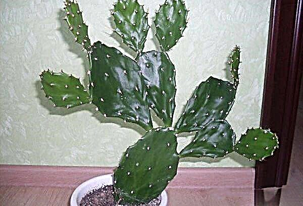 Bagaimana merawat kaktus pir berduri di rumah?