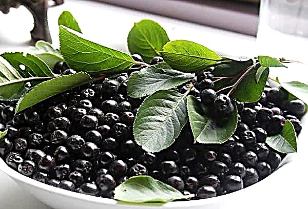 What gives the body aronia (chokeberry) and to whom is it contraindicated?