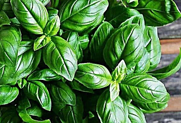 4 ways to freeze basil for the winter: keep the taste and good