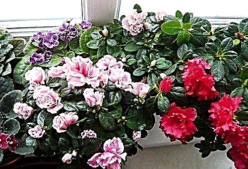 How to care for room azalea at home?