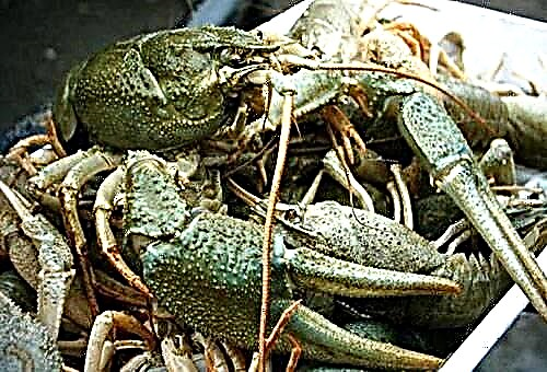 How to store crayfish at home?