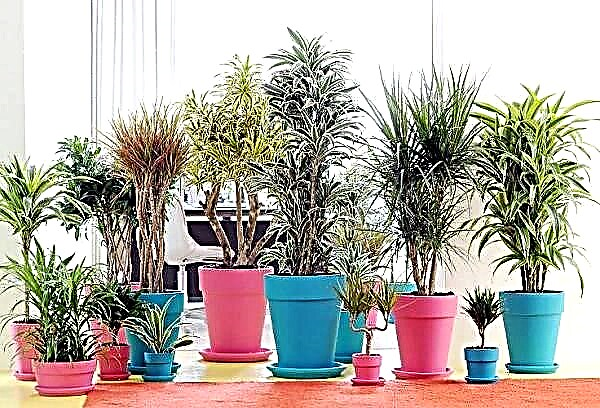 How to care for dracaena at home?