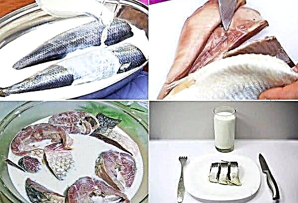 How to soak salted herring quickly: in water, milk, tea