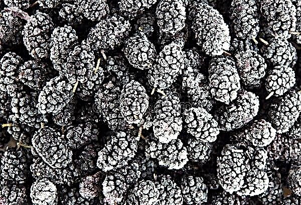 Is it possible to freeze mulberries for the winter: simple recipes for storage