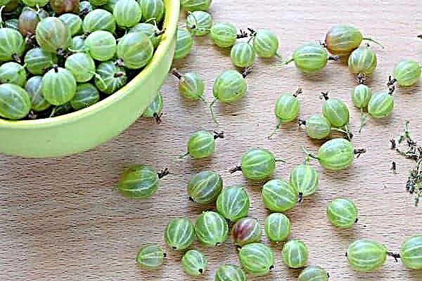 Is it possible to freeze gooseberries for the winter: the most useful preparations