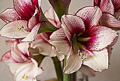 How to care for hippeastrum to achieve flowering?