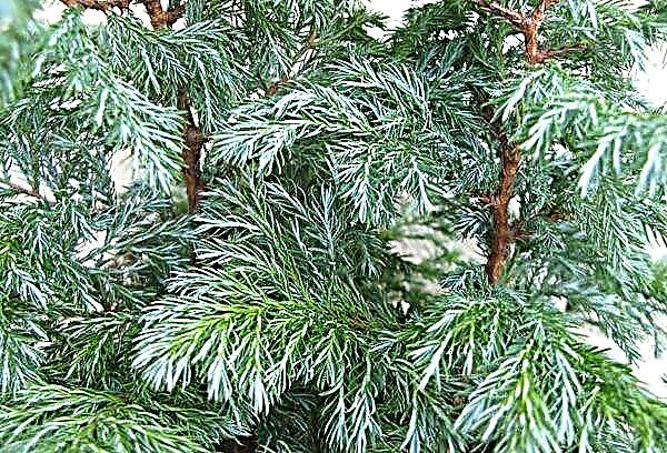 How to properly care for cupressus at home