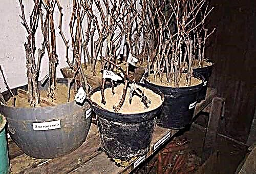 How to save grape cuttings throughout the winter?