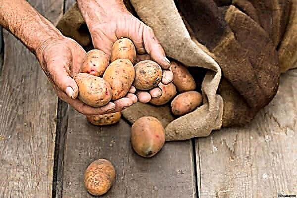 Di mana lebih baik menyimpan kentang jika tidak ada ruang bawah tanah?