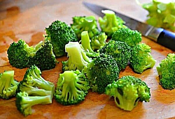 Jak zmrazit brokolici na zimu, aby se zachovaly všechny výhody a chuť
