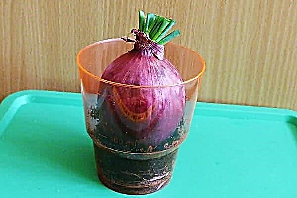 The easiest way to grow green onions on the windowsill