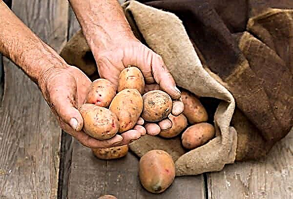 How to keep potatoes in the cellar until the new harvest?