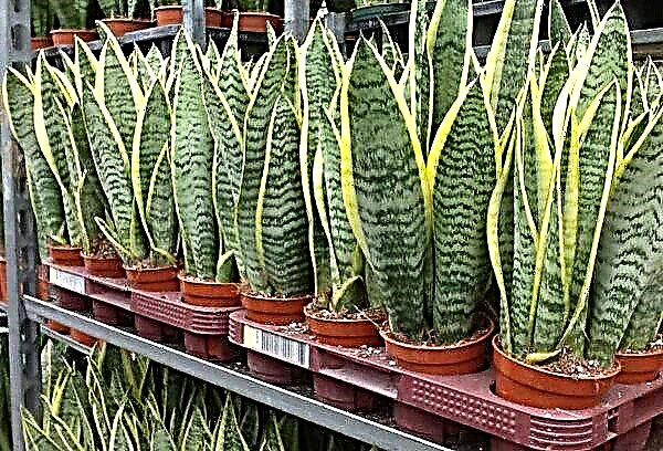 Mother-in-law's tongue, or sansevieria - a convenient flower for beginner gardeners