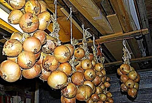How and where to store onions in winter?