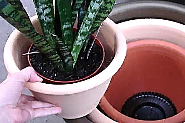 Why does indoor plants get crowded in a pot and how do you understand that it's time to transplant them?