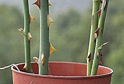 What to do, and how to store rose cuttings until spring?