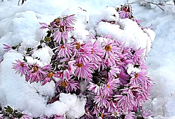 Several ways to save chrysanthemums in winter