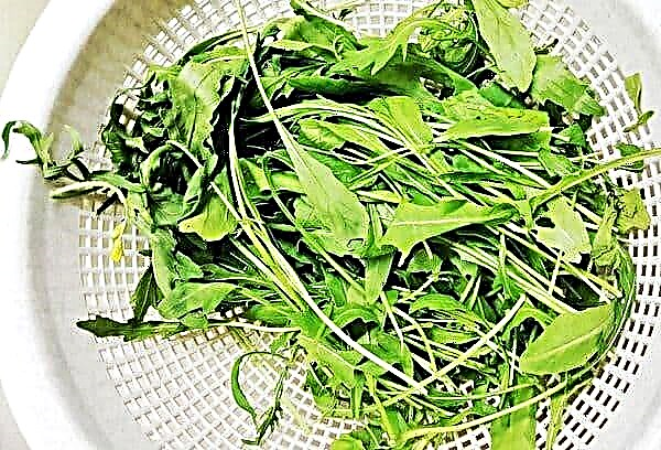 How to prepare arugula for the winter: freezing, drying, preserving and growing on a windowsill