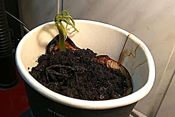 Πώς να φυτέψετε έναν σπόρο μάνγκο και να μεγαλώσετε ένα δέντρο στο σπίτι;