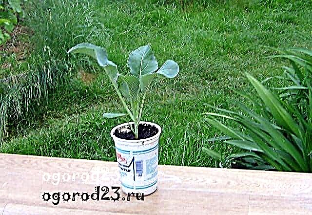 Seedlings of cabbage, growing at home - secrets and recommendations