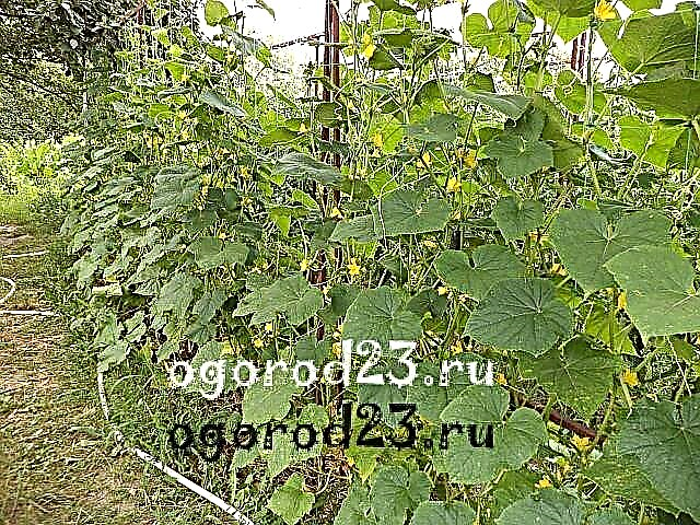 Cómo cultivar pepinos en el Kuban en el calor, variedades resistentes a la sequía