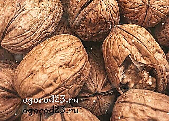 Výhody vlašských ořechů pro lidské tělo (zelené a zralé) - složení, nutriční hodnota