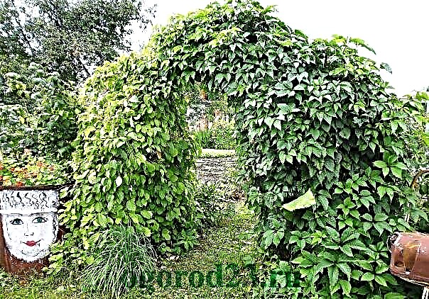 Arches for flowers in the country or in the garden