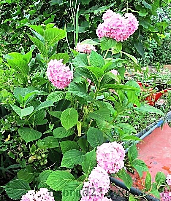 Hoa cẩm tú cầu làm vườn, trồng và chăm sóc mà cô ấy yêu thích