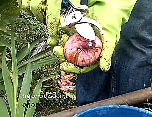 Wann man Gladiolen ausgräbt und wie man sie im Winter lagert