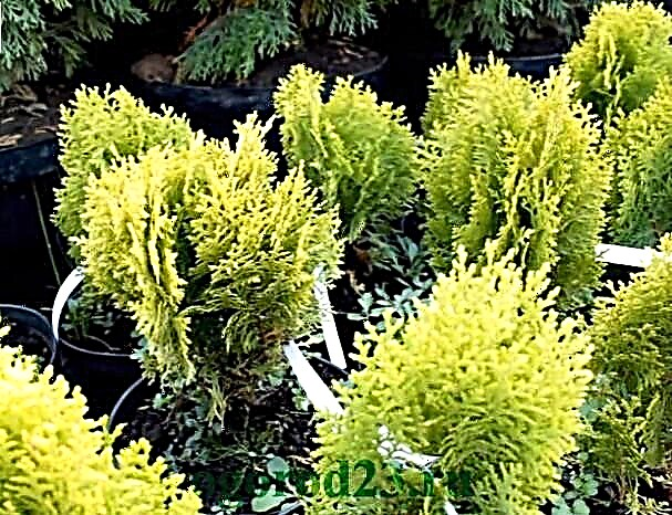 Thuja varieties with photos and descriptions of which to choose for the garden