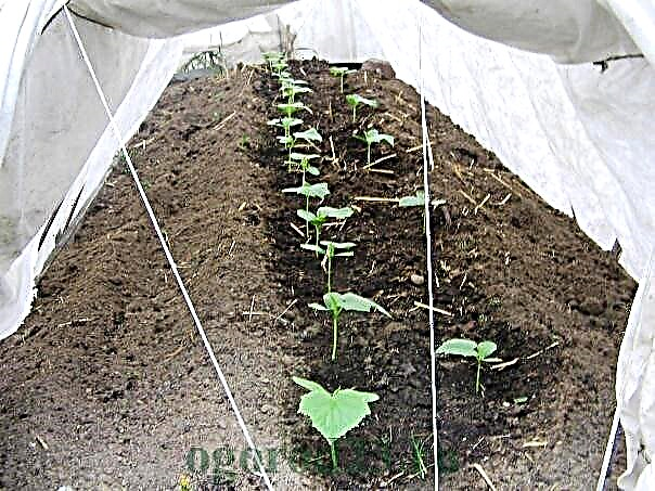Como plantar pepinos em campo aberto, quando é melhor fazer