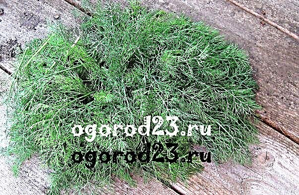 Dill cultivation - varieties, seeds, planting features