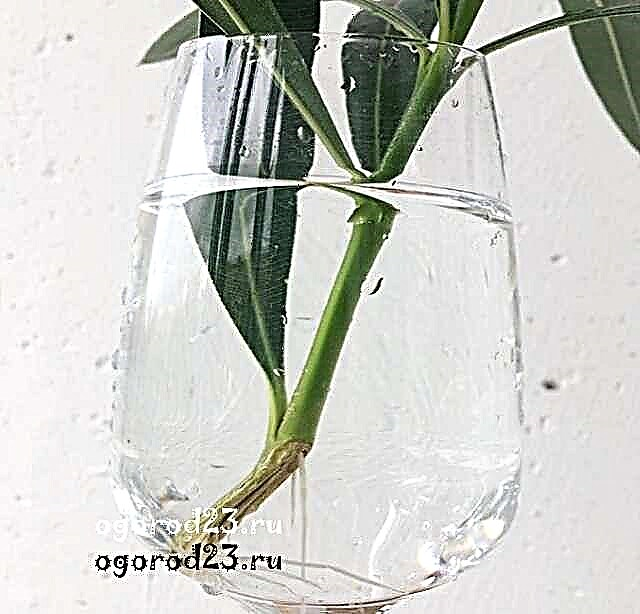 Oleander - thuiszorg, aanbevelingen, tips