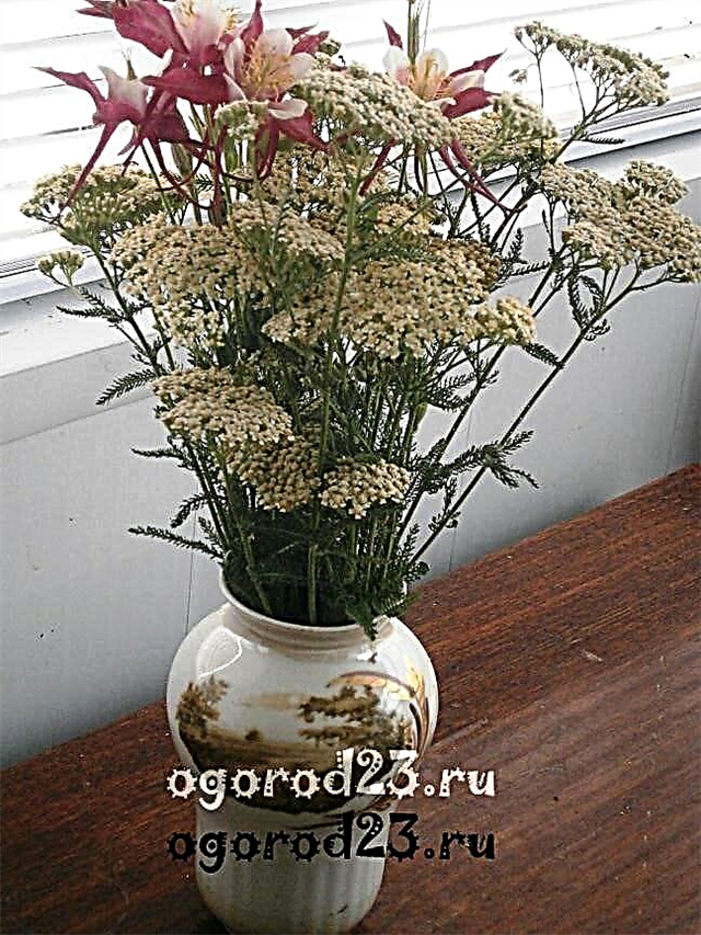 Flowers for a bouquet - names and photos, which to grow in the country or in the garden